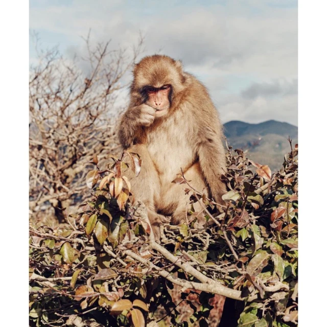 Japanese macaque sitting in branches of tree with mountain background. Tan monkey has hand near mouth. Cloudy sky.