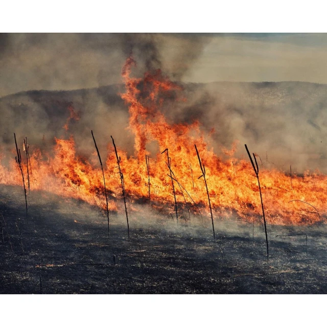 Wildfire burning through a dry field with thick black smoke filling the sky, creating a dangerous and destructive scene.