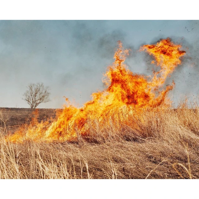 Field of dry grass consumed by bright orange and yellow flames under a pale blue sky with a bare tree visible in the background.