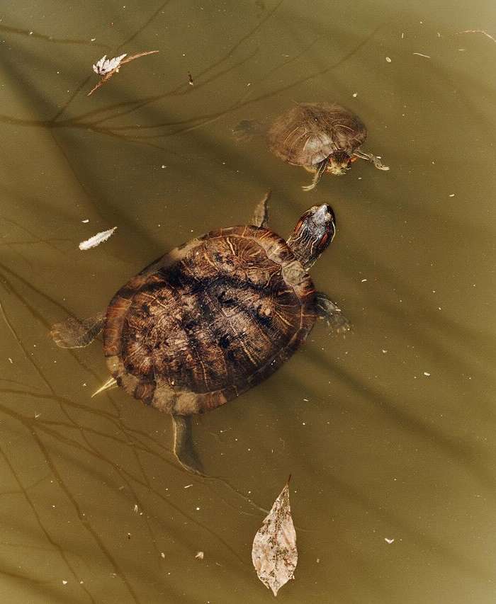 Two turtles swim in murky water. One turtle is larger and closer, with brown and black patterned shell, swimming near dead leaves.