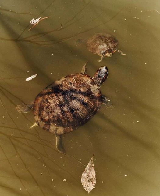Two turtles swim in murky water. One turtle is larger and closer, with brown and black patterned shell, swimming near dead leaves.