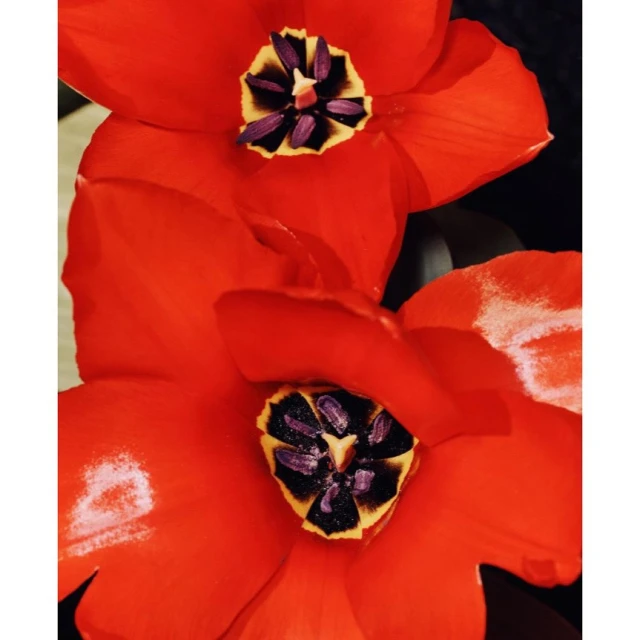 Close-up of two vibrant red tulip flowers with striking black and yellow centers, creating a visually appealing floral arrangement.