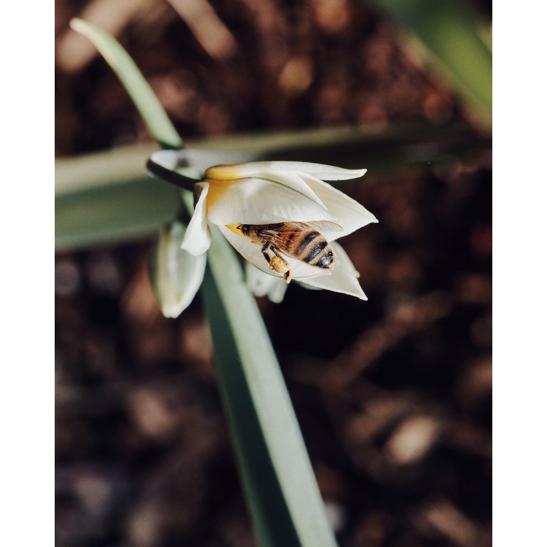 Close-up shot of a honeybee inside a white flower with a yellow center, surrounded by green leaves against a blurred brown background.
