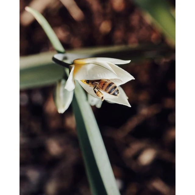 Close-up shot of a honeybee inside a white flower with a yellow center, surrounded by green leaves against a blurred brown background.