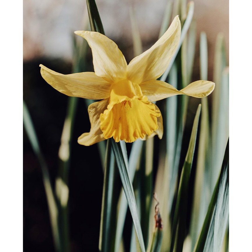 Close-up shot of a yellow daffodil in bloom, showcasing its detailed petals and vibrant color amidst green stems and soft lighting.