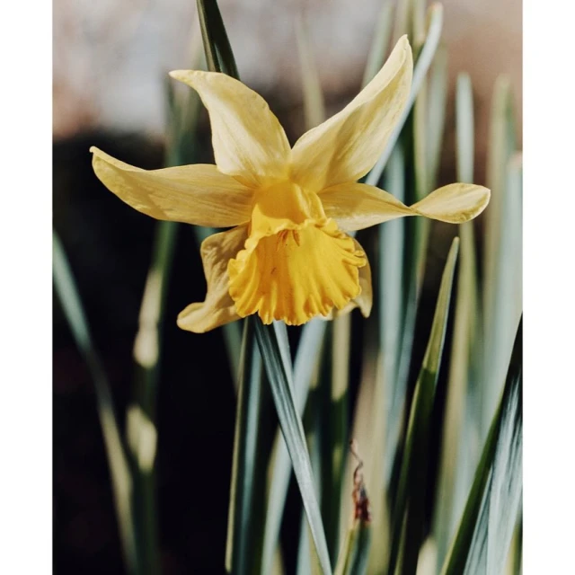 Close-up shot of a yellow daffodil in bloom, showcasing its detailed petals and vibrant color amidst green stems and soft lighting.