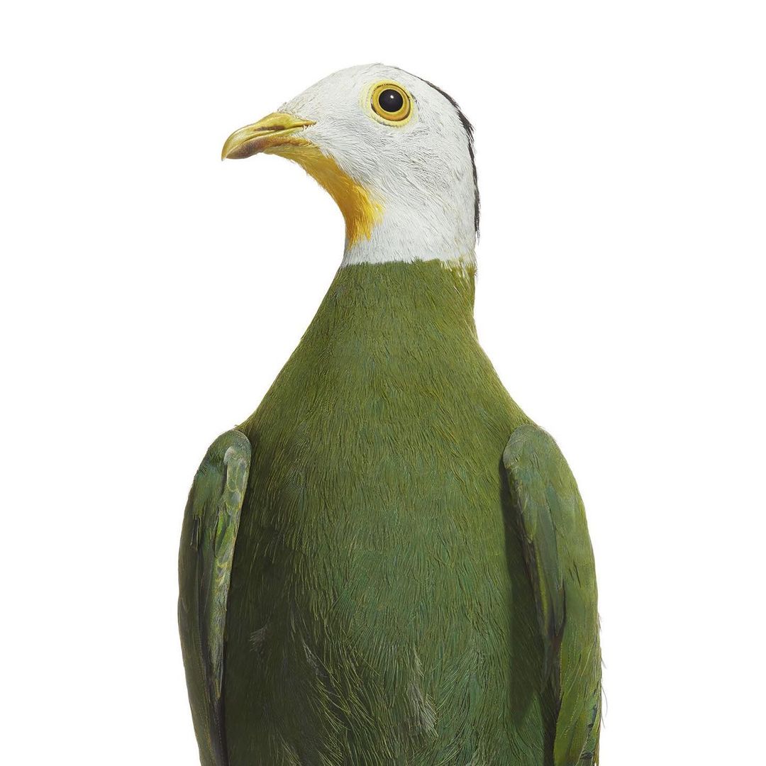 Close-up studio shot of an adult white-headed, green-bodied dove or pigeon with a yellow beak and bright eye. Set against a white background.