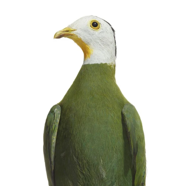 Close-up studio shot of an adult white-headed, green-bodied dove or pigeon with a yellow beak and bright eye. Set against a white background.