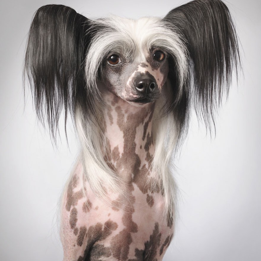 Close-up portrait of a Chinese Crested dog with hairless pink spotted skin and long, dark and white hair against a grey gradient background.
