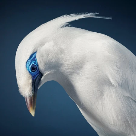 Close-up studio shot of a white Bali Myna bird with striking blue markings around the eye. The bird's plumage is pristine and smooth.
