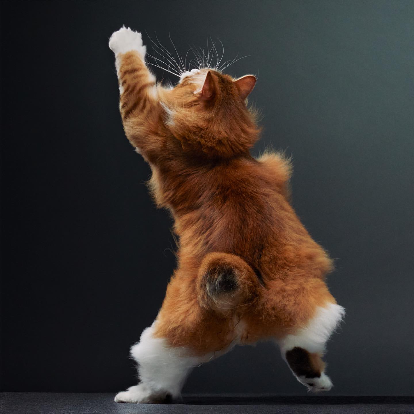 Ginger and white domestic longhair cat stands on hind legs in a photo studio, paws up, set against a dark gray background.