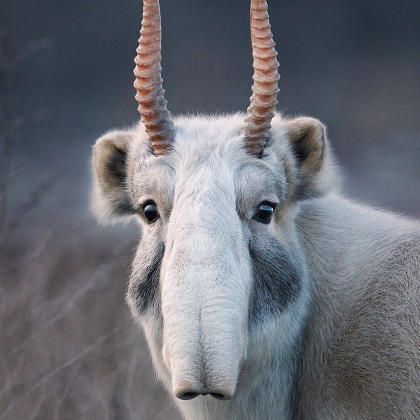 Close-up of a Saiga antelope featuring its distinctive large nose, prominent horns, and dense fur in a soft, natural lighting.