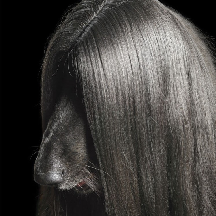 Close-up studio shot of an Afghan Hound with long, silky gray hair covering its face against a dark black background.