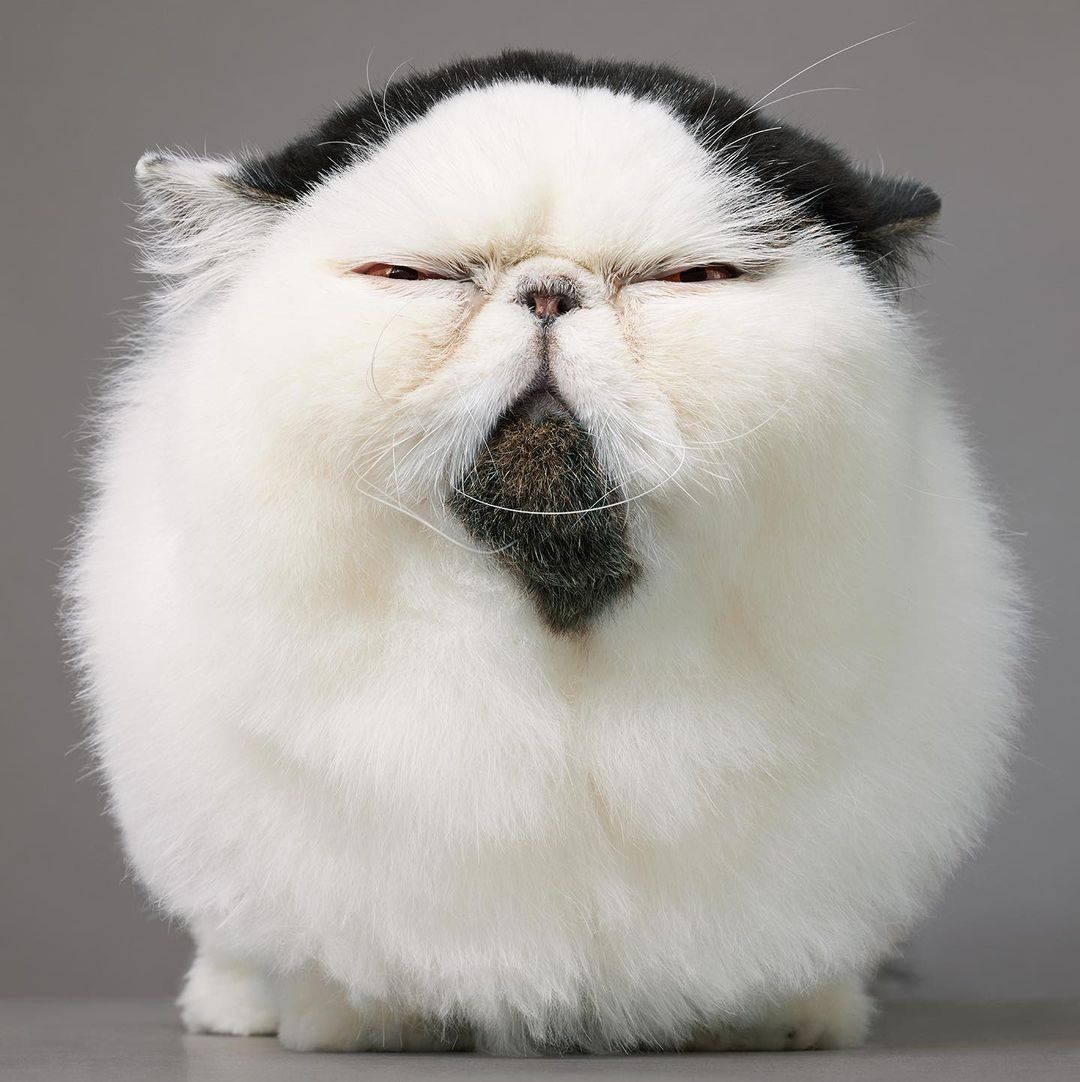 Close-up shot of a Persian cat with white and black fur, squinting eyes, and a serious expression against a gray background in a studio.