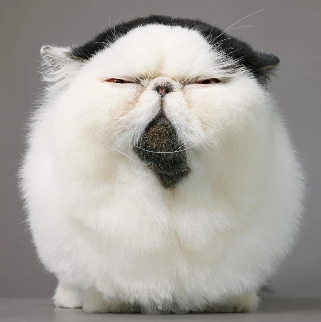 Close-up shot of a Persian cat with white and black fur, squinting eyes, and a serious expression against a gray background in a studio.