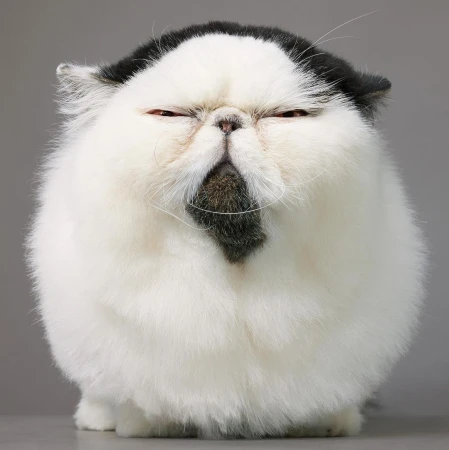 Close-up shot of a Persian cat with white and black fur, squinting eyes, and a serious expression against a gray background in a studio.
