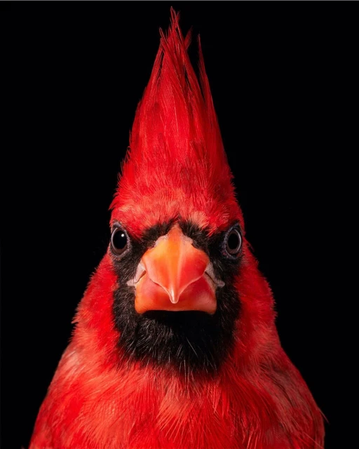 Close-up portrait of a vibrant red Northern Cardinal bird featuring its distinctive crest, facial markings, and plumage against a stark black backdrop.