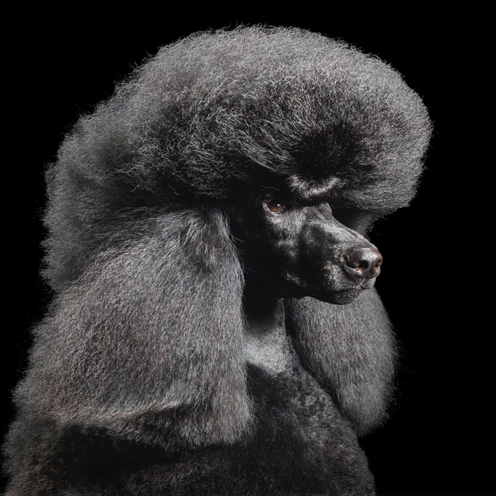 Profile portrait of a black standard poodle with fluffy, groomed fur on a black background in a dog grooming studio.
