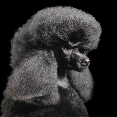Tim Flach
