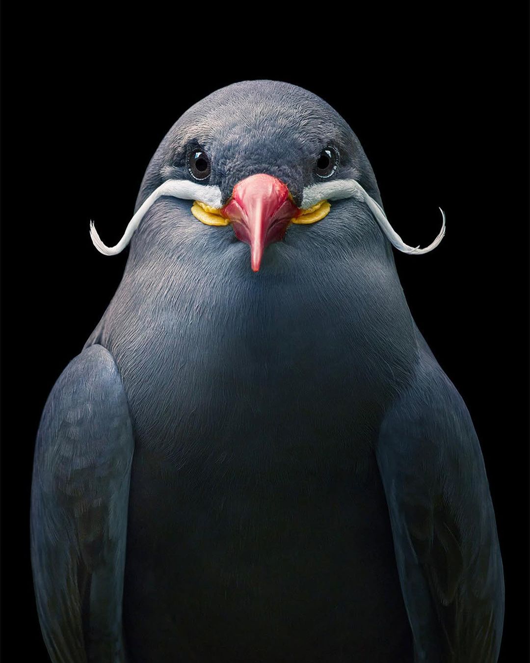 Close-up portrait of an Inca tern featuring its distinctive grey plumage, red beak, and white mustache-like feathers against a black backdrop.