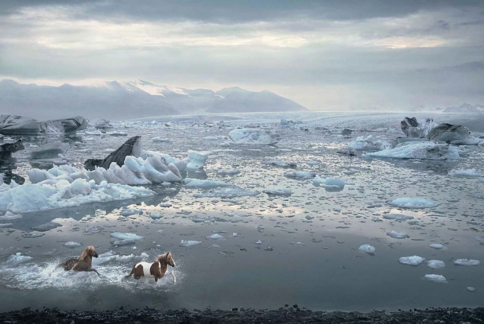 Two horses are seen running through the glacial waters of Iceland, surrounded by icebergs and snow-covered mountains in a scenic landscape.