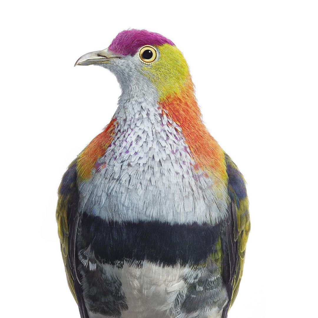 Close-up studio shot of a colorful Pink-headed Fruit Dove (Ptilinopus porphyreus) bird with pink, orange, yellow, green, gray and black plumage.