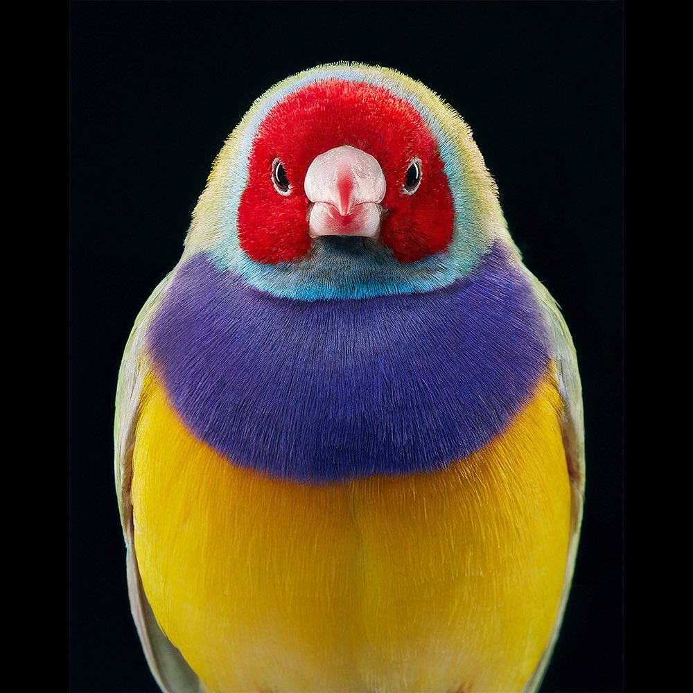 Close-up studio shot of a colorful Gouldian finch bird with red, purple, and yellow feathers against a dark black background.