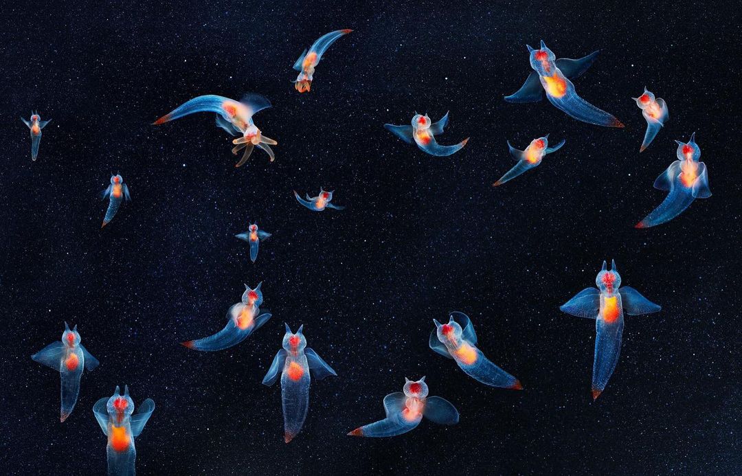 Sea angels swimming in a dark blue sea-like environment with small white spots resembling stars. Aquatic translucent organisms.