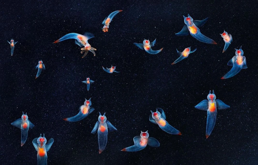 Sea angels swimming in a dark blue sea-like environment with small white spots resembling stars. Aquatic translucent organisms.