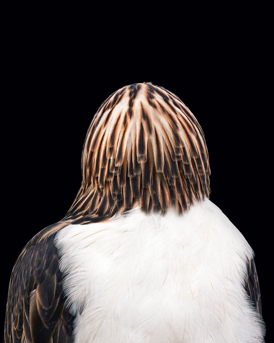 Close-up rear view of a Philippine eagle with its distinctive brown and white plumage, set against a stark black background.