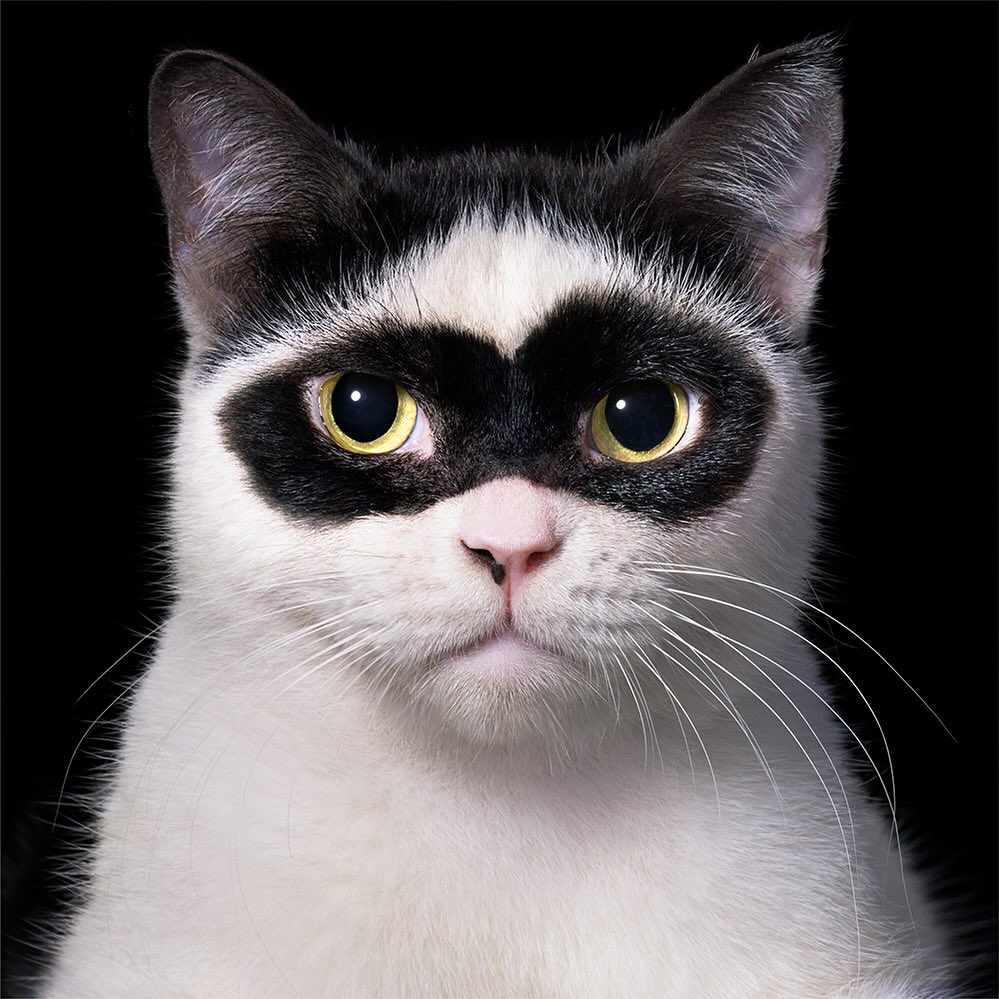 Close-up of a cat with white and black fur, featuring a black mask pattern around its eyes, against a solid black background.