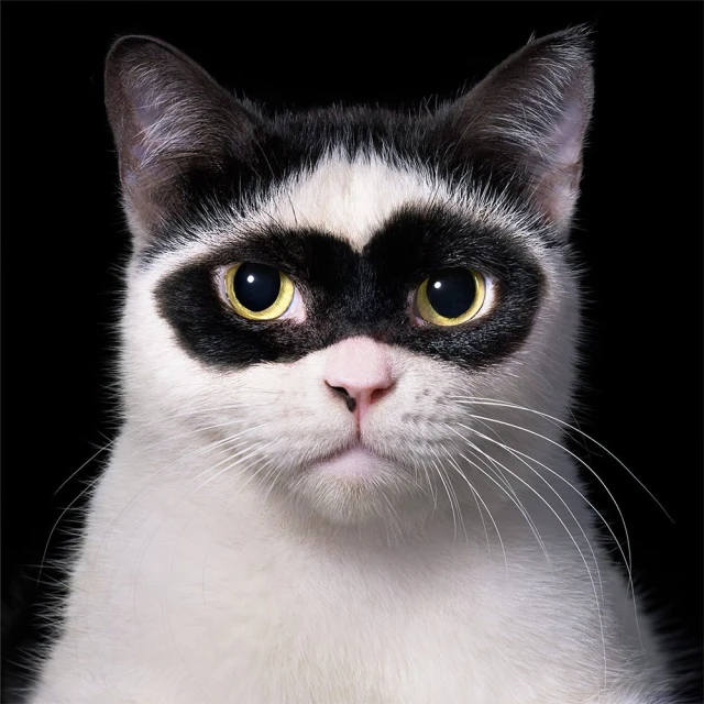 Close-up of a cat with white and black fur, featuring a black mask pattern around its eyes, against a solid black background.