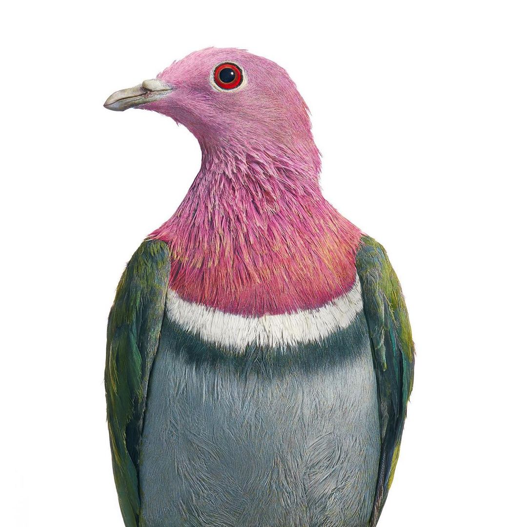 Close-up of a vibrant pink-headed bird with grey and green plumage against a stark white background, showcasing its unique coloration.