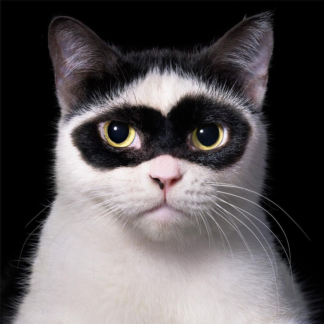 Close-up of a black and white cat with black markings around its eyes resembling a mask, set against a stark black background.