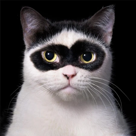Close-up of a black and white cat with black markings around its eyes resembling a mask, set against a stark black background.