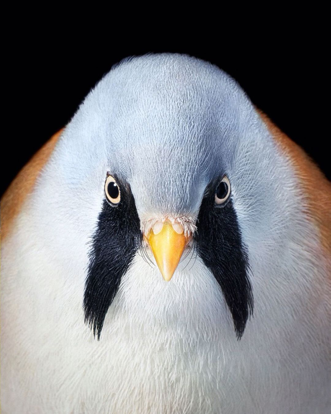 Close-up portrait of a bearded reedling bird showing its distinctive facial markings against a stark black background, focusing on its features.