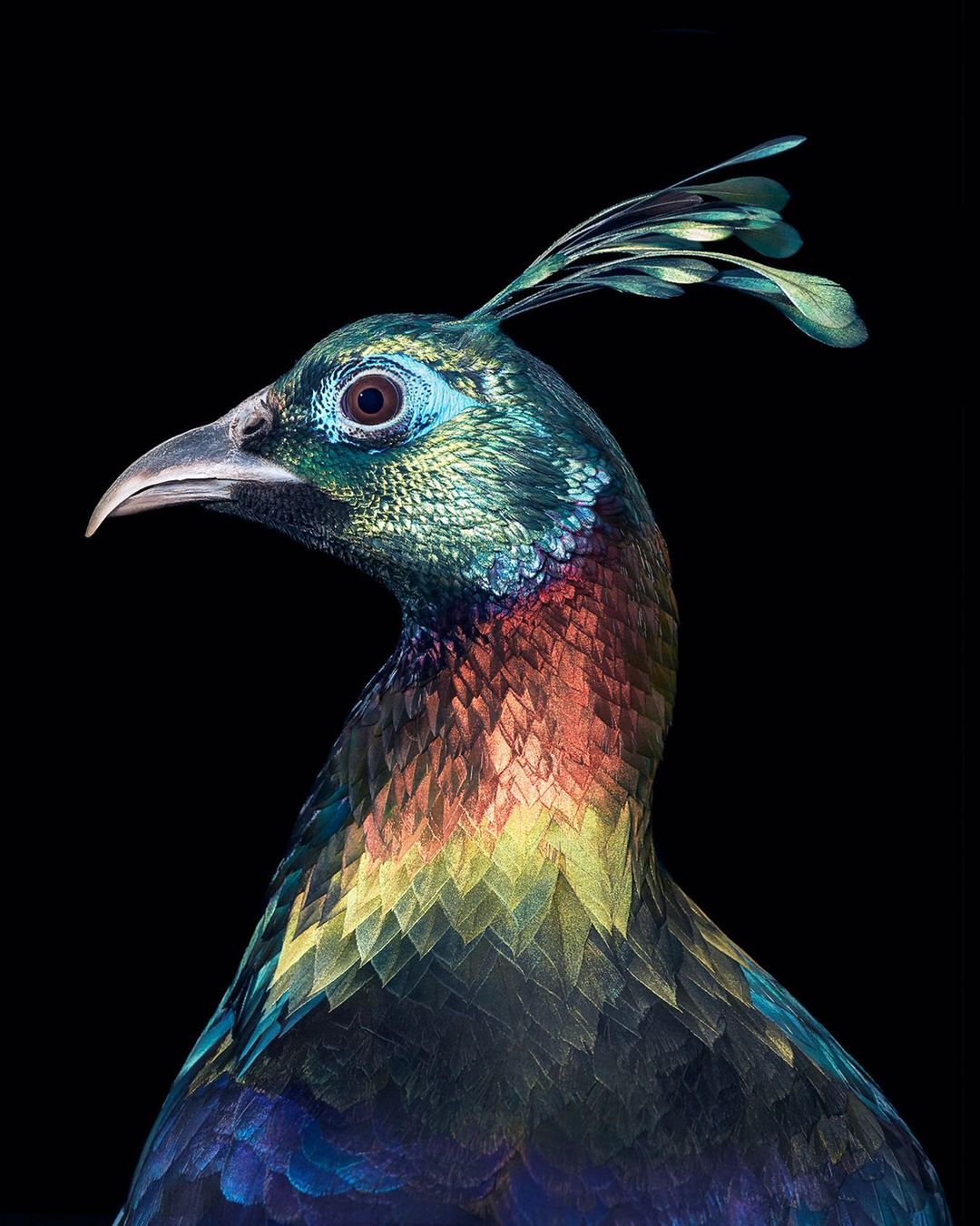 Close-up studio shot of a Himalayan Monal bird with iridescent plumage in shades of blue, green, copper, yellow, and purple against black.