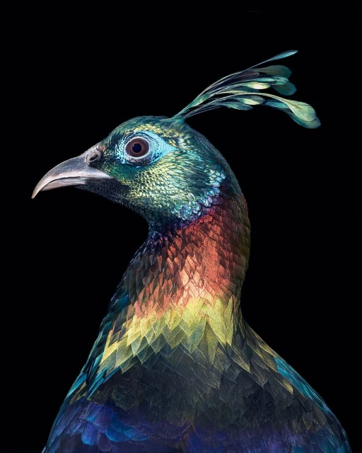 Close-up studio shot of a Himalayan Monal bird with iridescent plumage in shades of blue, green, copper, yellow, and purple against black.