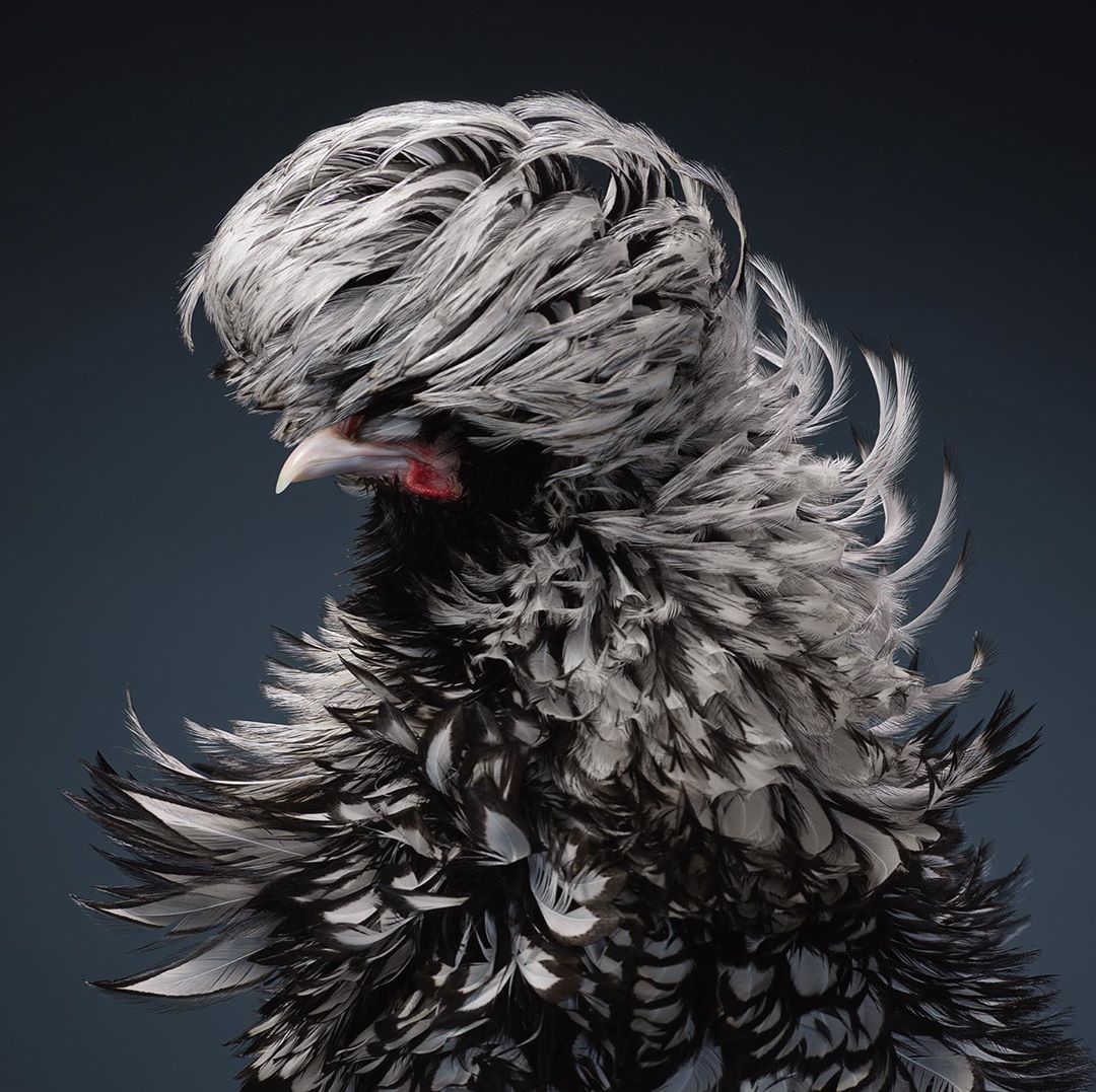 Studio shot of a Polish chicken with distinctive white and gray plumage and a large, feathery crest against a dark background.