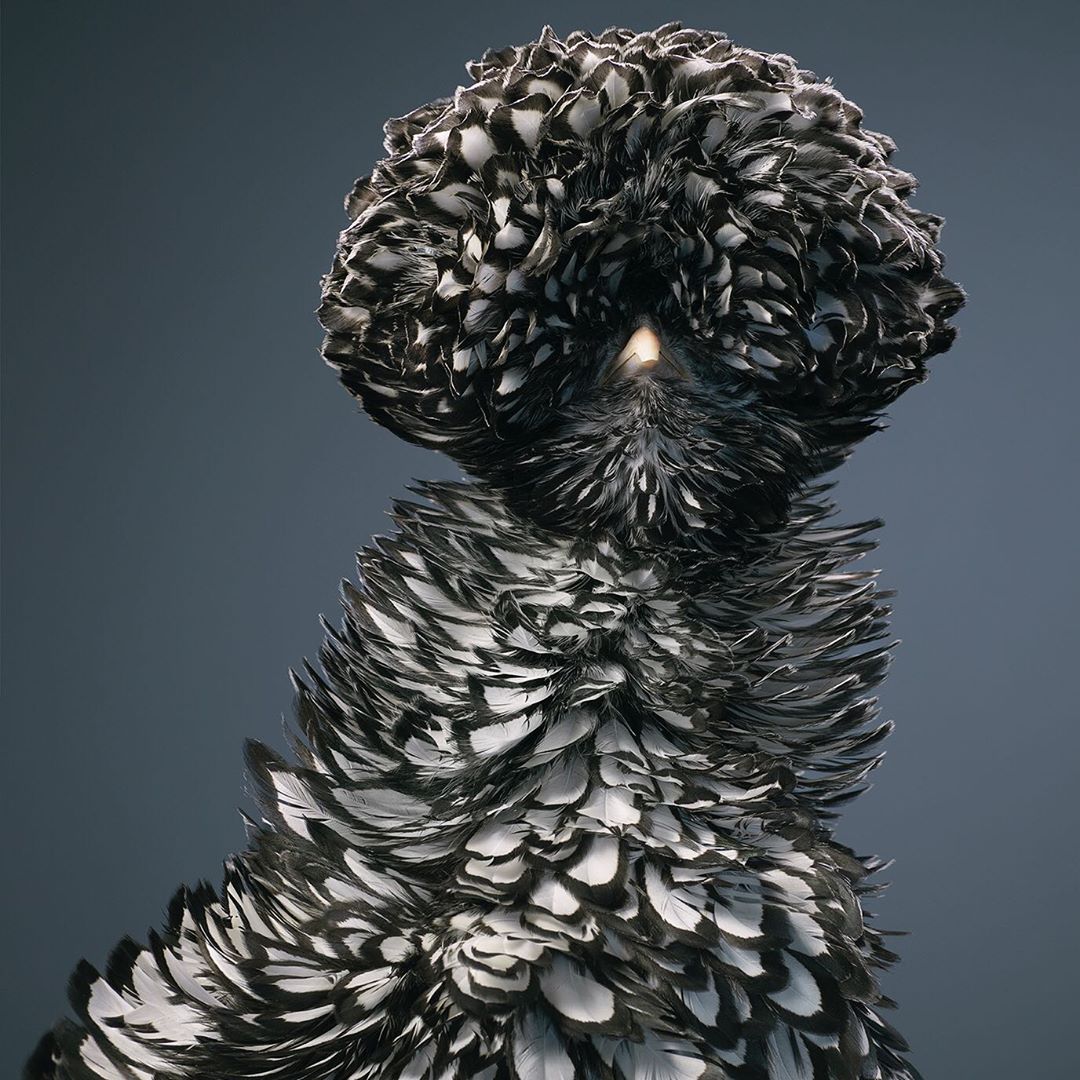 Close-up portrait of a Polish chicken, showcasing its striking black and white plumage and distinctive feathered crest against a gray background.