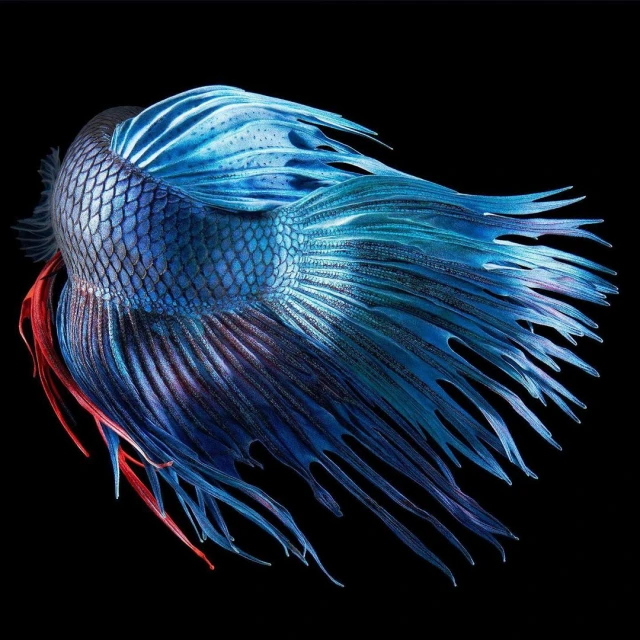 Close-up photo of a blue and red Betta fish with flowing fins against a black background, showcasing its vibrant colors and textures.
