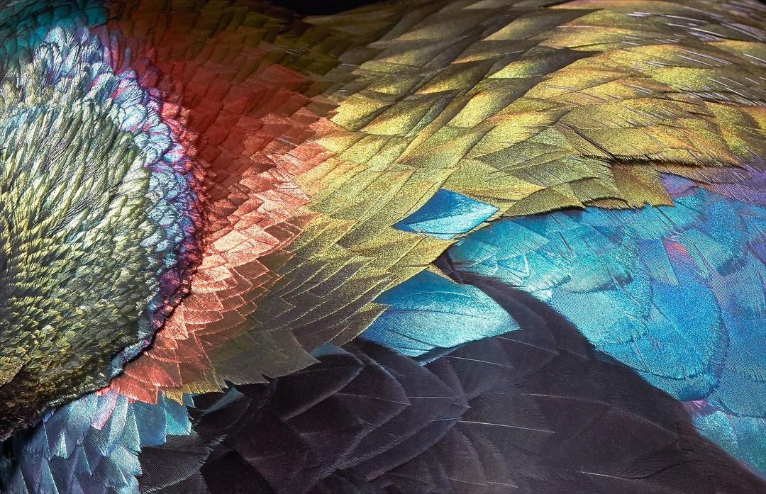 Close-up of iridescent bird feathers with hues of blue, green, gold, and red creating a colorful and textural display.