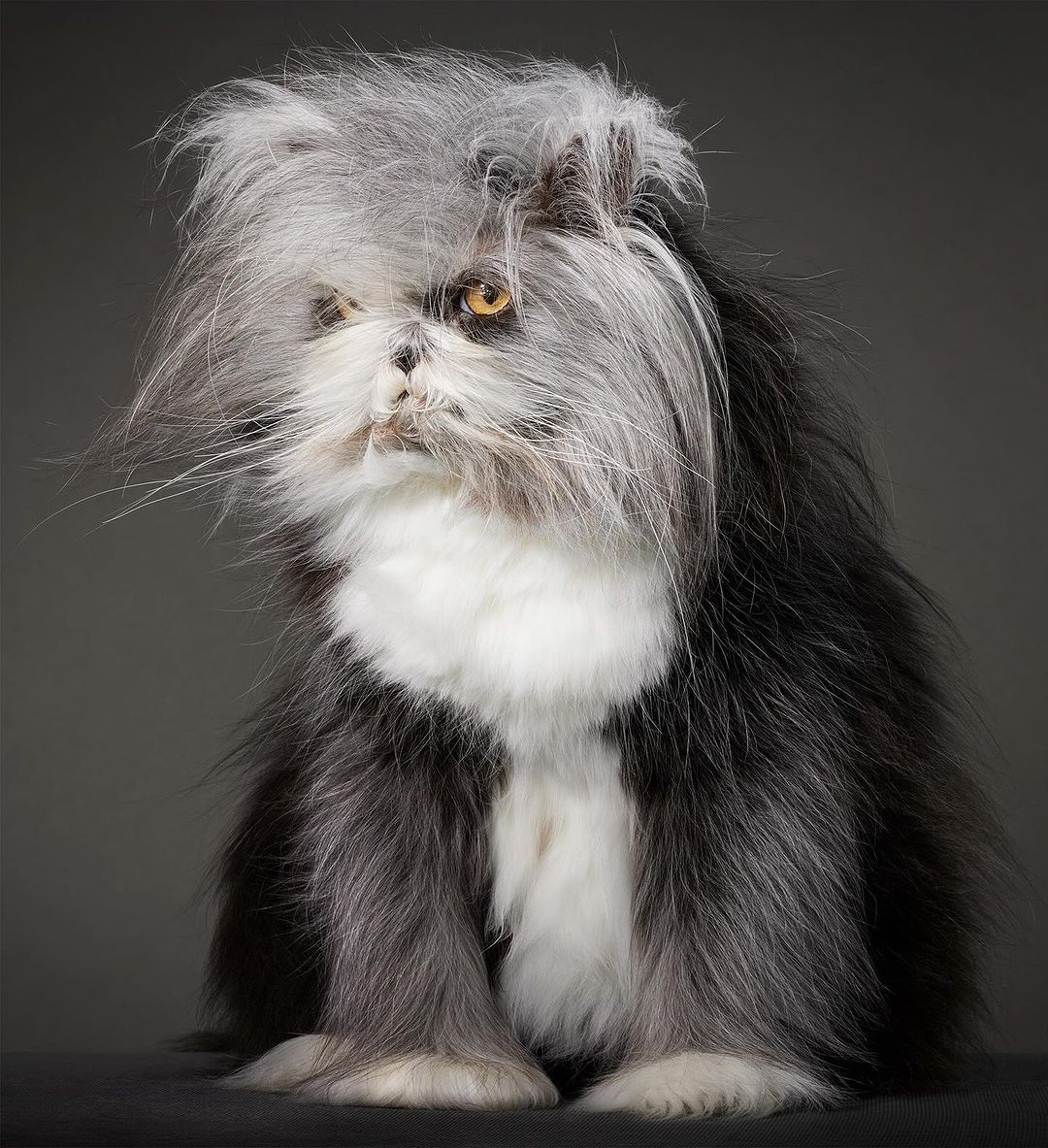 Portrait of a fluffy black and white cat with long hair, yellow eyes, and an expressive face against a neutral grey backdrop.