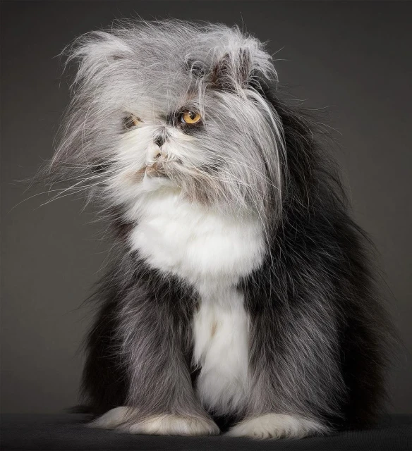 Portrait of a fluffy black and white cat with long hair, yellow eyes, and an expressive face against a neutral grey backdrop.