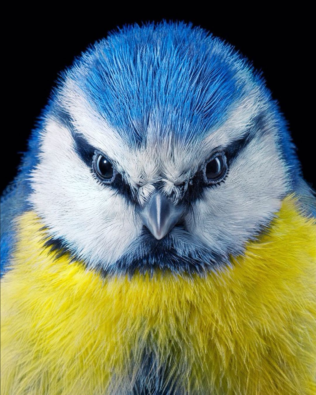 Close-up studio shot of a blue tit bird featuring striking blue, white, and yellow plumage, captured against a solid black backdrop.