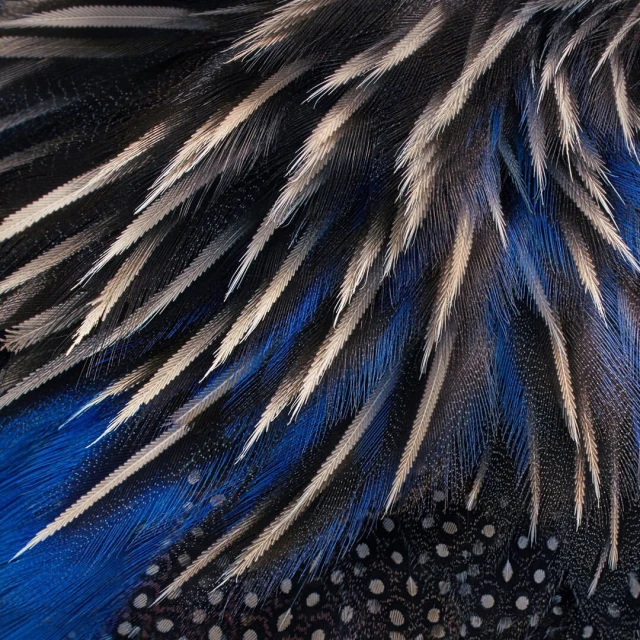 Close-up of textured feathers with blue, black, and beige patterns, creating an abstract nature background with intricate details.