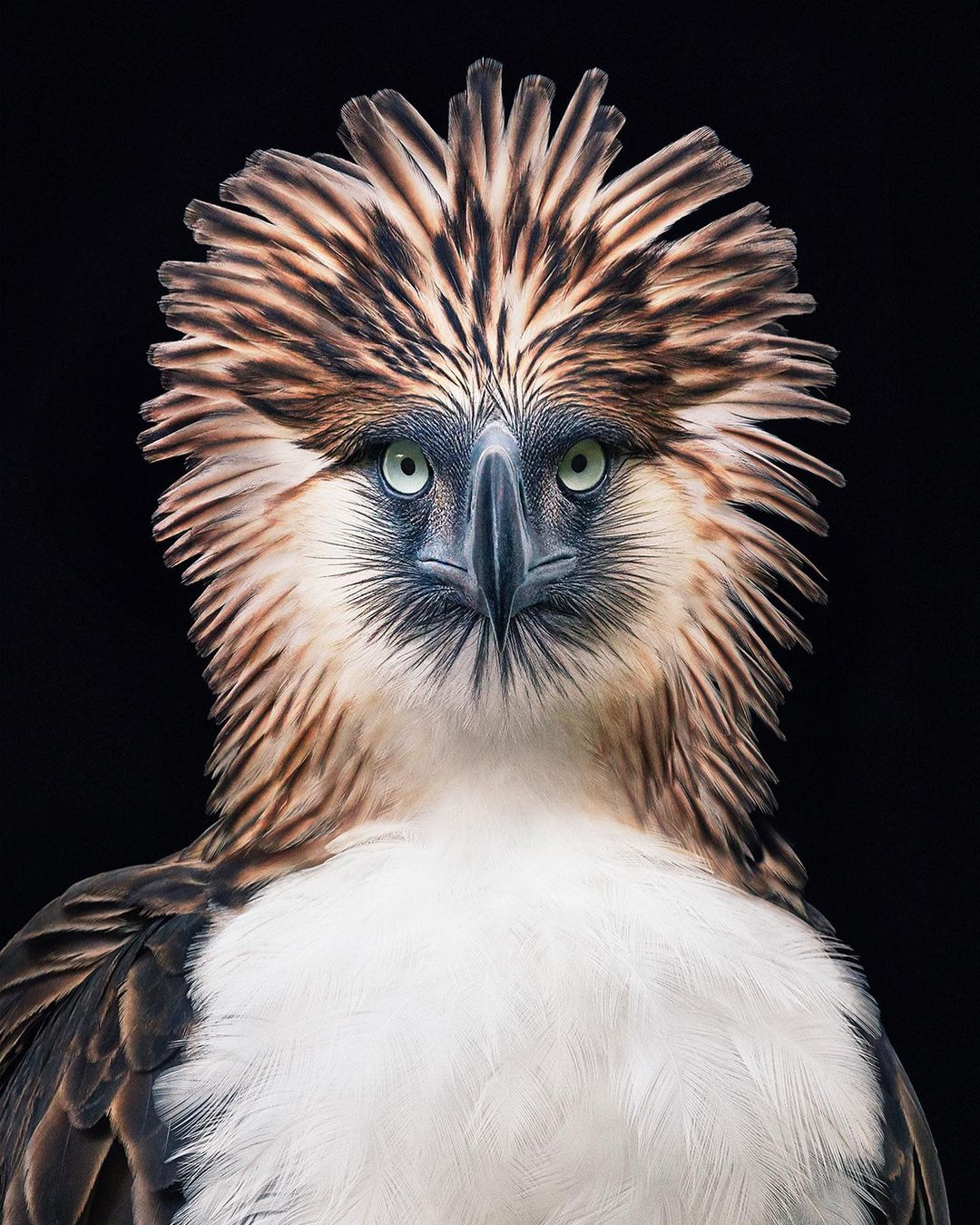 Close-up portrait of a Philippine eagle with striking blue eyes and detailed feathers against a stark black background, wildlife photography.