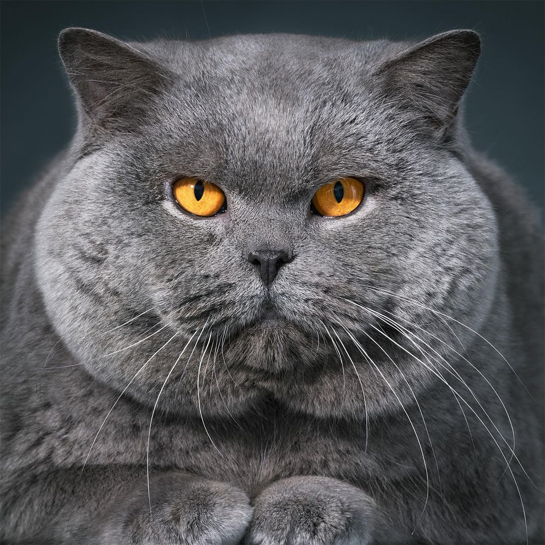 Portrait of a gray British Shorthair cat with striking yellow eyes, showcasing its soft fur and endearing, expressive face.
