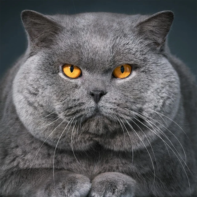 Portrait of a gray British Shorthair cat with striking yellow eyes, showcasing its soft fur and endearing, expressive face.