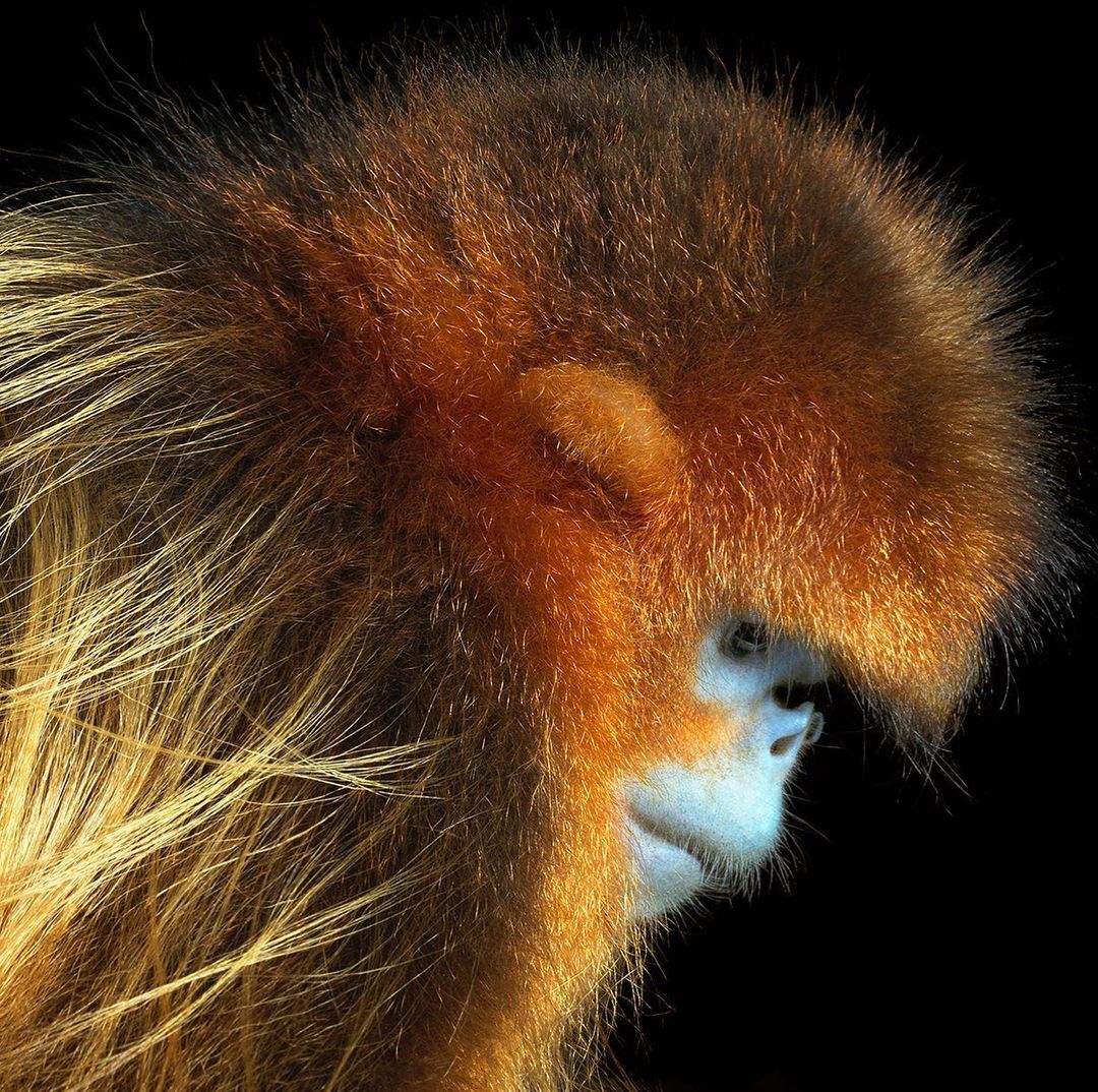 Close-up profile portrait of a golden snub-nosed monkey featuring its golden fur, pale blue skin, and black background.